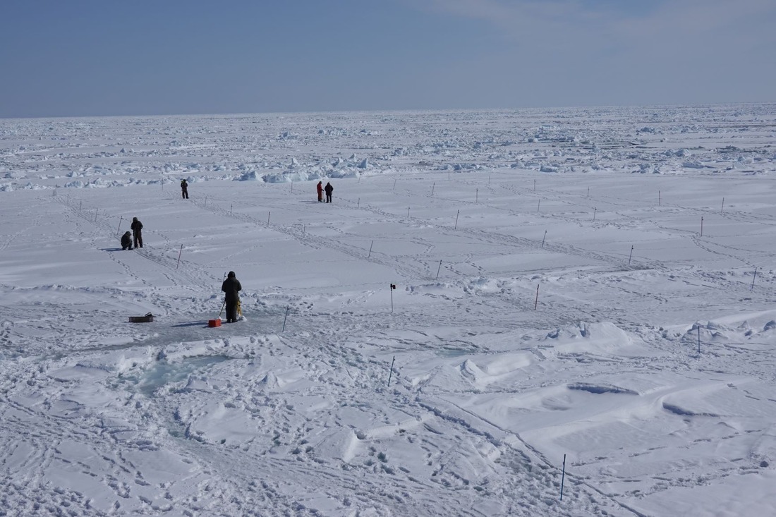 Участники экспедиции выполняют разметку ледяного поля и подготовку выбранных точек для проведения специализированных исследований