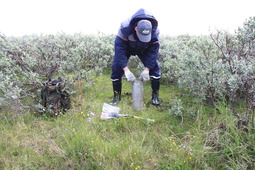 Научный сотрудник О. Наполов ведет отбор проб почв